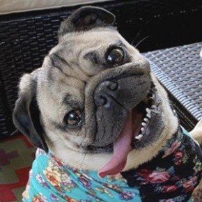 Doug The Pug