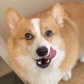 Hammy the Corgi
