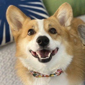 Hammy the Corgi