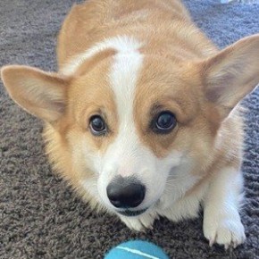 Hammy the Corgi
