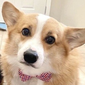 Hammy the Corgi
