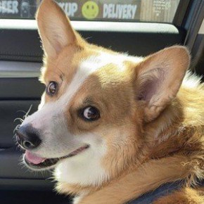 Hammy the Corgi
