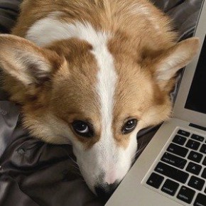 Hammy the Corgi