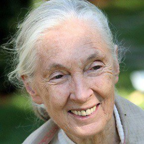 Jane Goodall