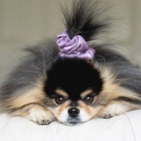 Mocha the Pomeranian