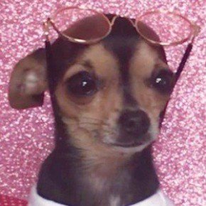 Rosetta The Chihuahua