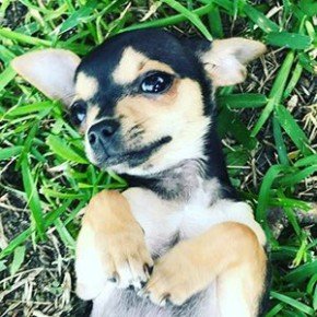 Rosetta The Chihuahua