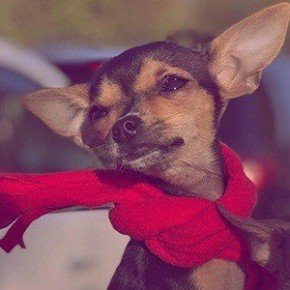 Rosetta The Chihuahua