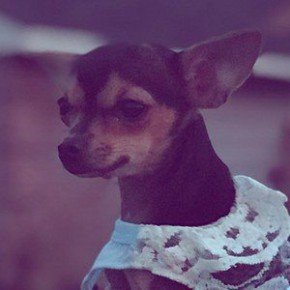 Rosetta The Chihuahua