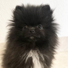 Smudge Pom
