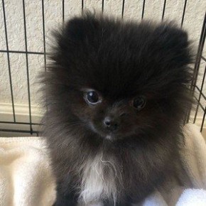 Smudge Pom