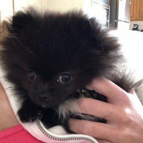 Smudge Pom