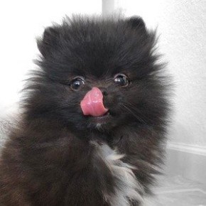 Smudge Pom