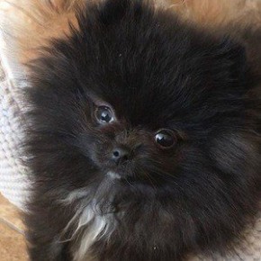 Smudge Pom