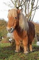 PONY