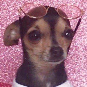 Rosetta The Chihuahua